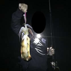 雨の後のエギング、秋のアオリイカゲット